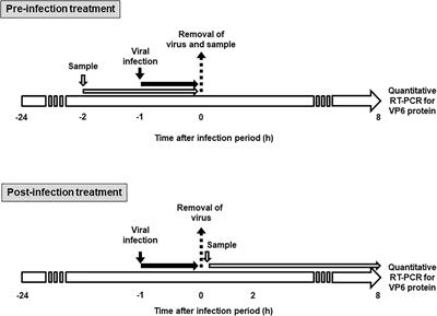 Lactobacillus crispatus Strain KT-11 S-Layer Protein Inhibits Rotavirus Infection